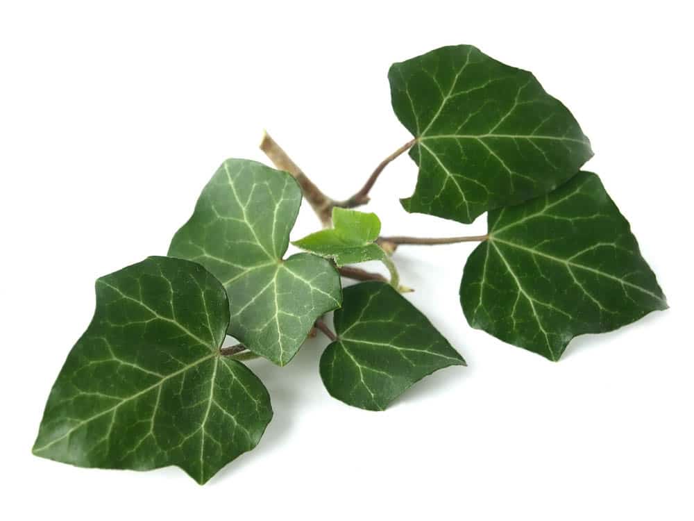 Lá cây vạn niên