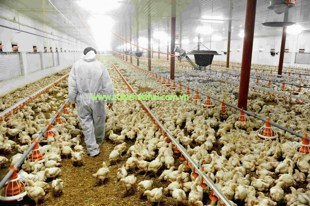 Công nghệ Ozone được sử dụng trong trang trại gia cầm