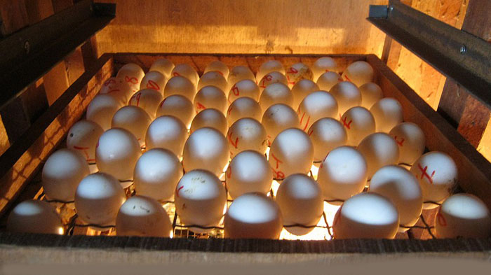 Công nghệ Ozone được sử dụng trong trang trại gia cầm