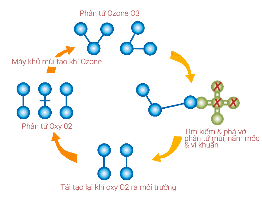 Tại sao khí Ozone có tác dụng khử mùi?