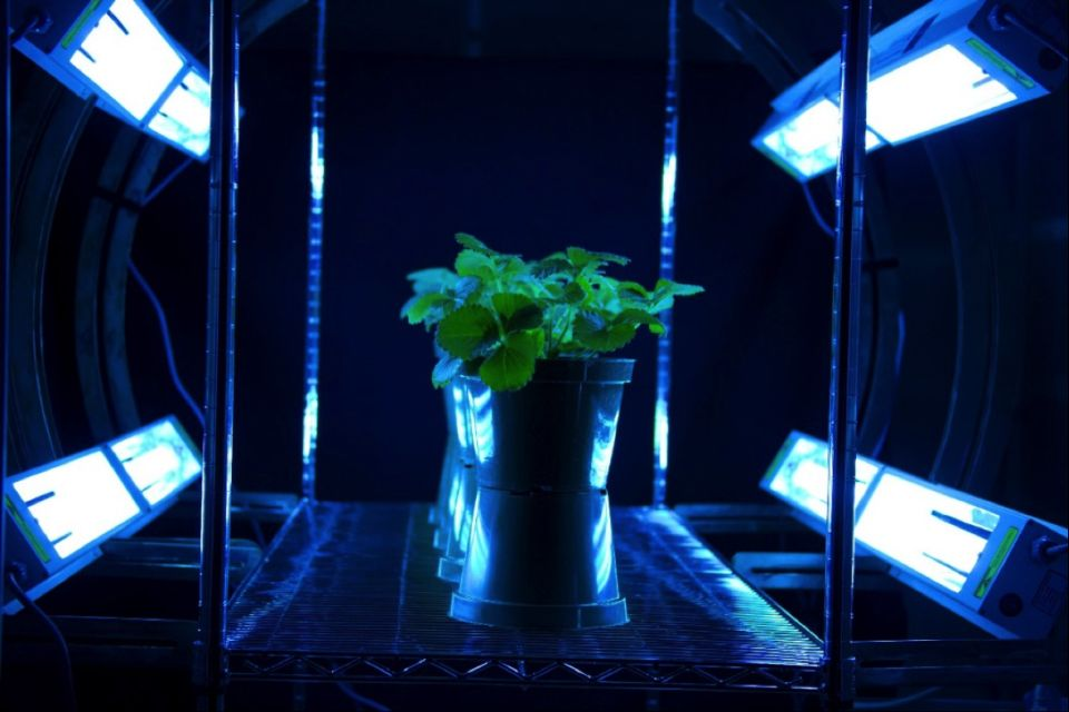 Đèn tiệt trùng UV được ứng dụng trong trồng rau