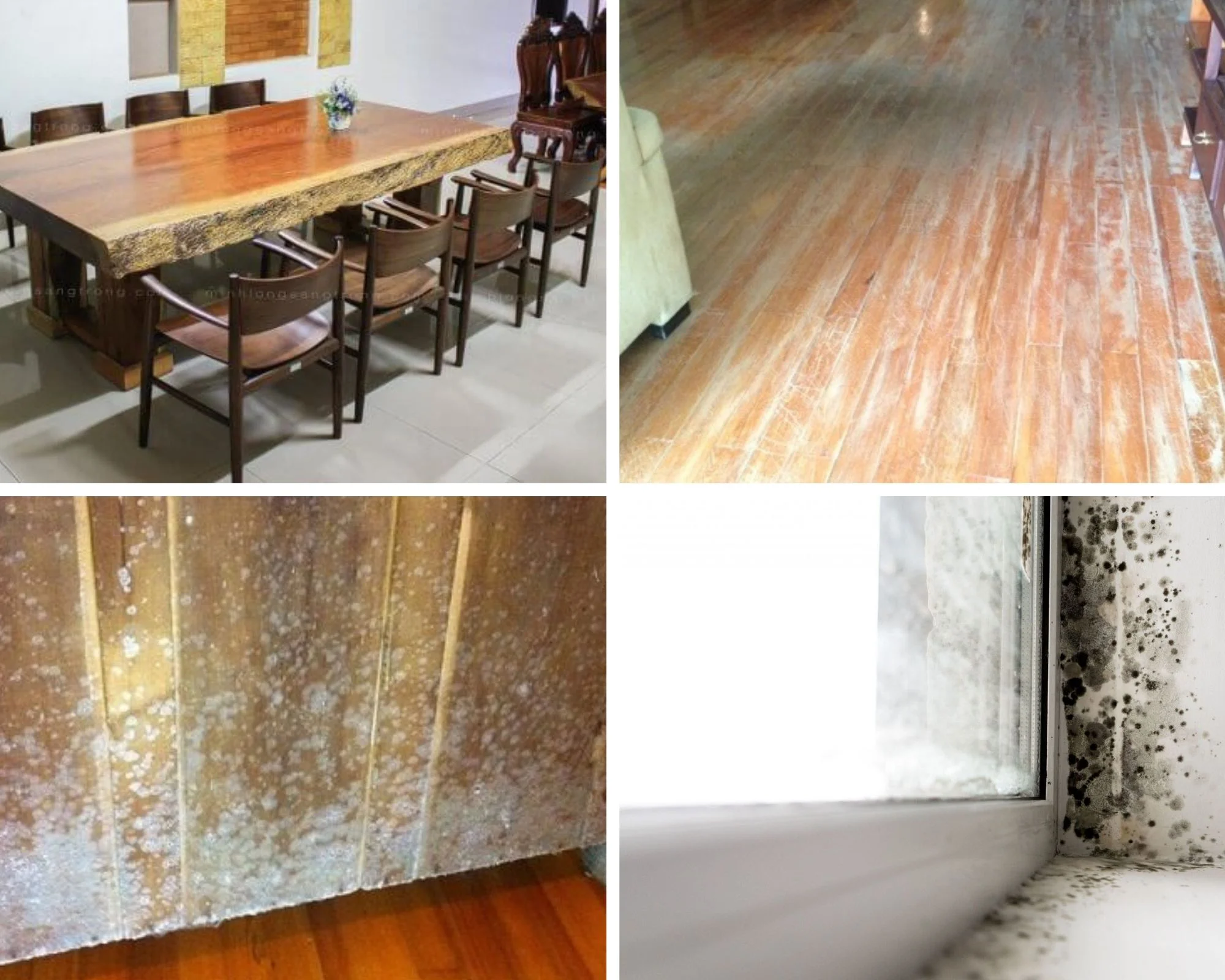 Loại bỏ nấm mốc trong nhà nhờ vào máy tạo Ozone